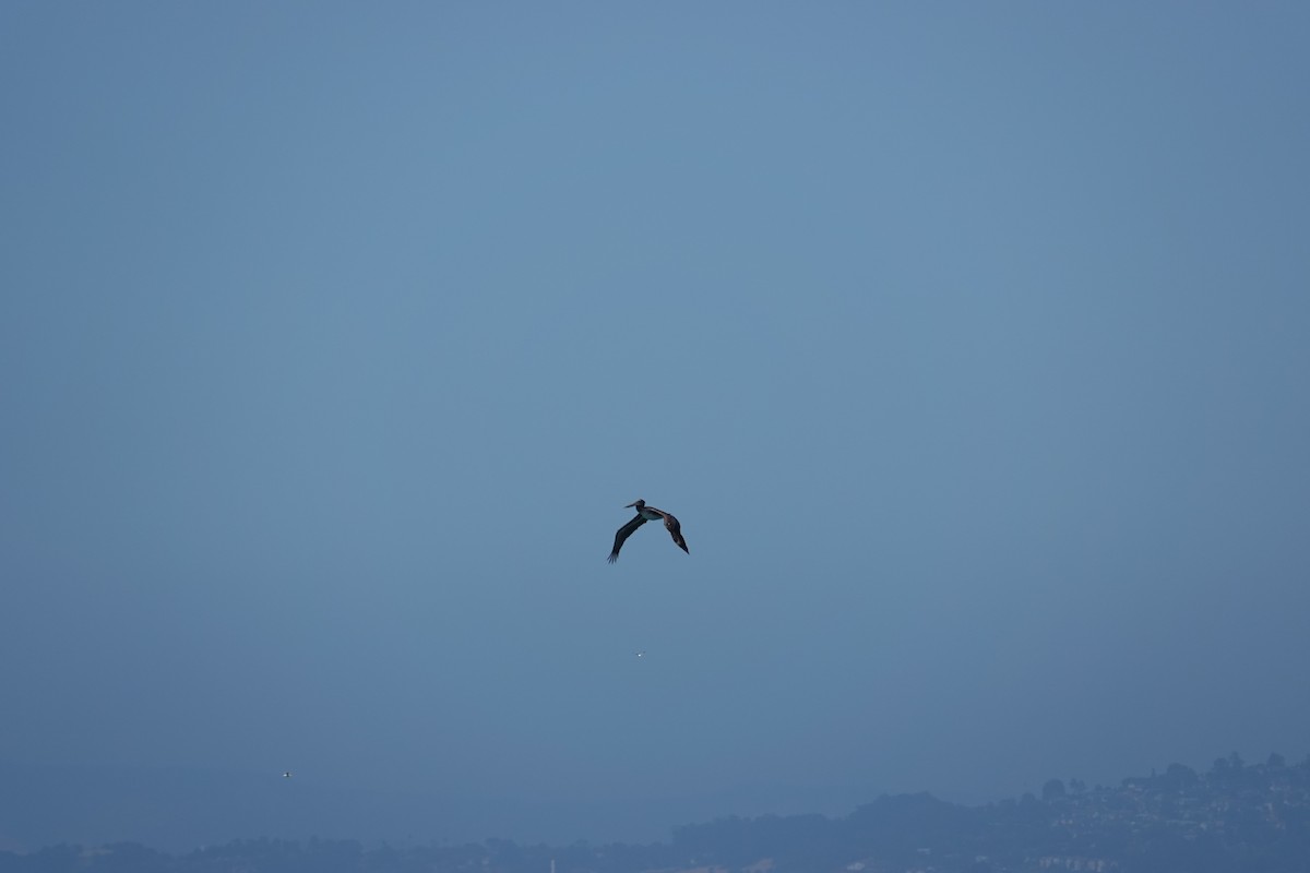 Brown Pelican - ML638674547