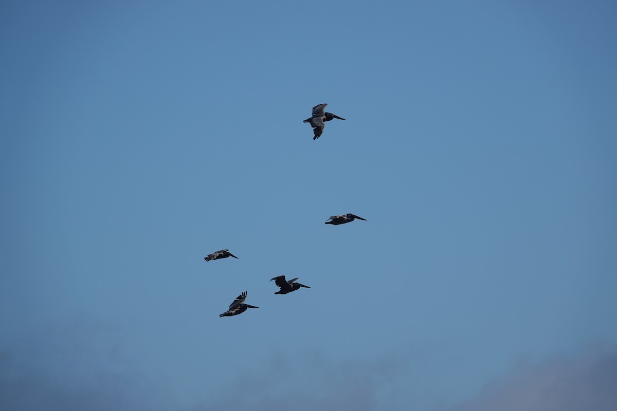 Brown Pelican - ML638674548