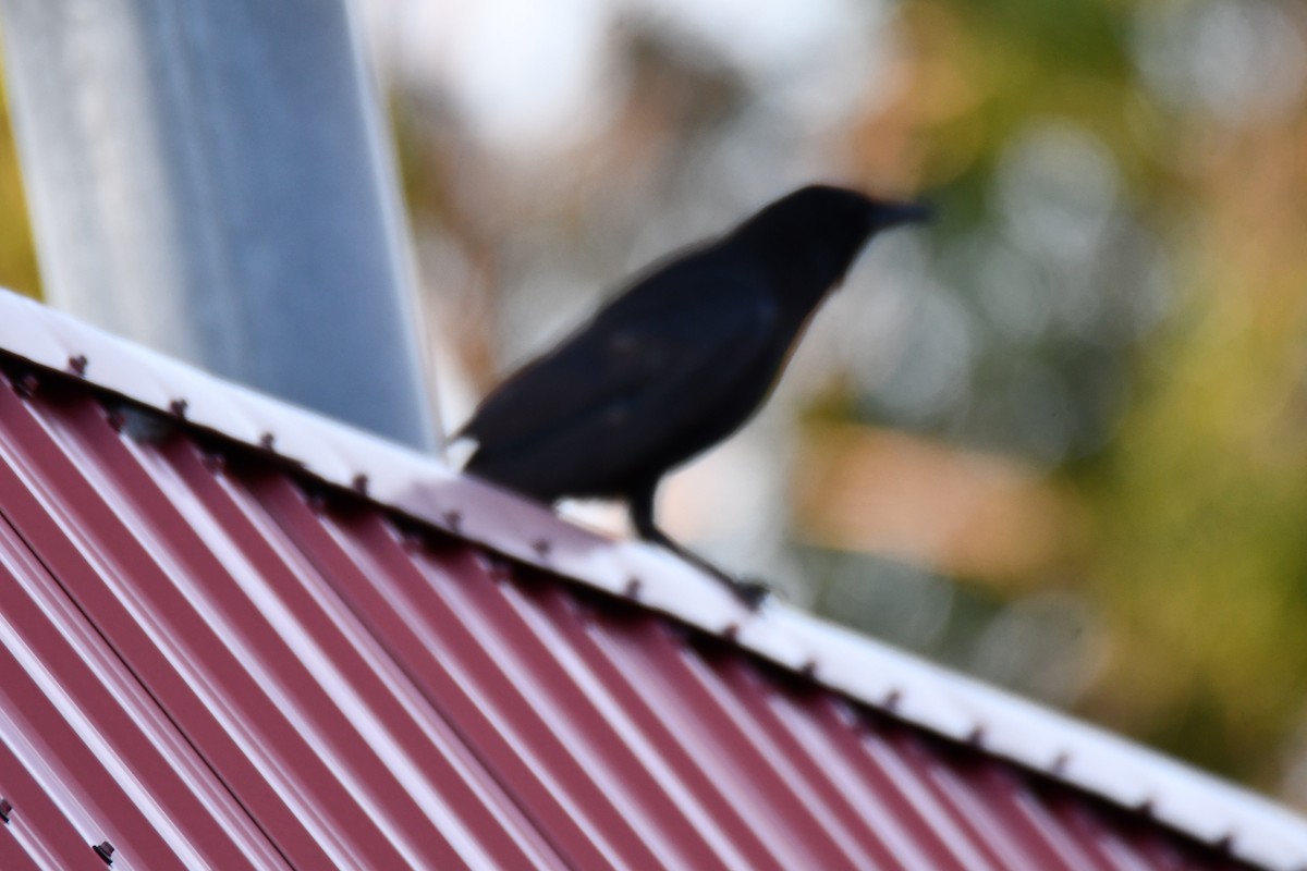 American Crow - ML638674553