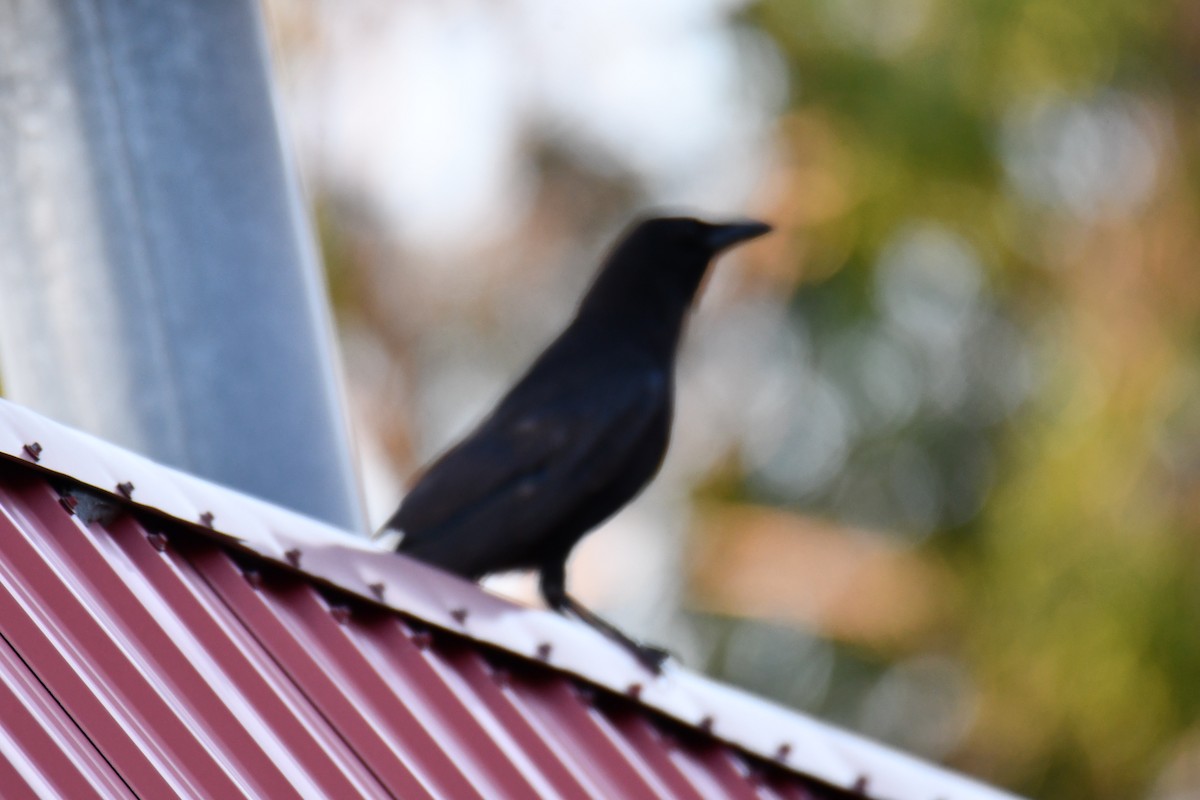 American Crow - ML638674554