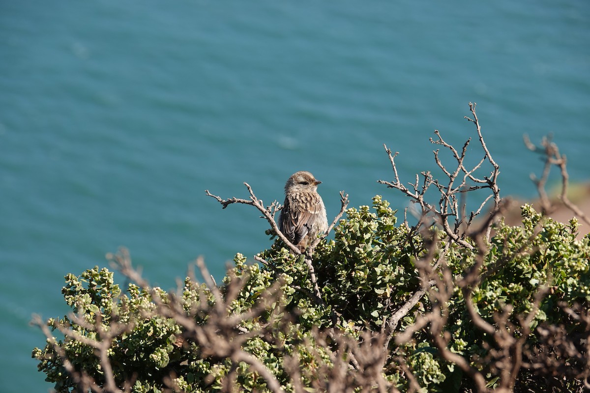 White-crowned Sparrow - ML638674555