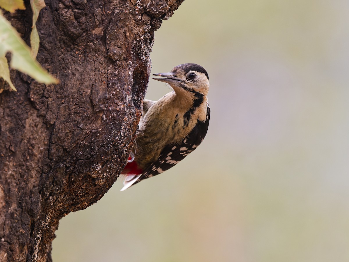 Fulvous-breasted Woodpecker - ML638674556