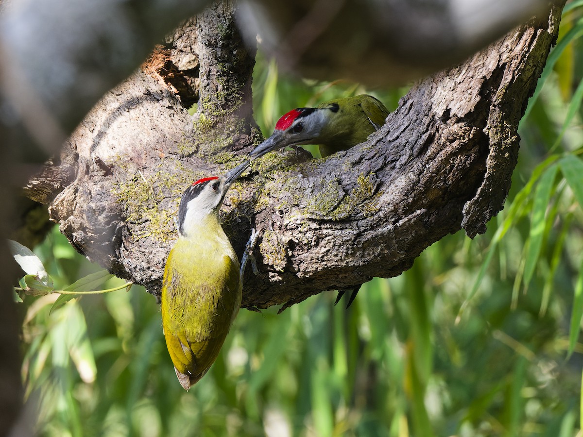 Lesser Yellownape - ML638674559