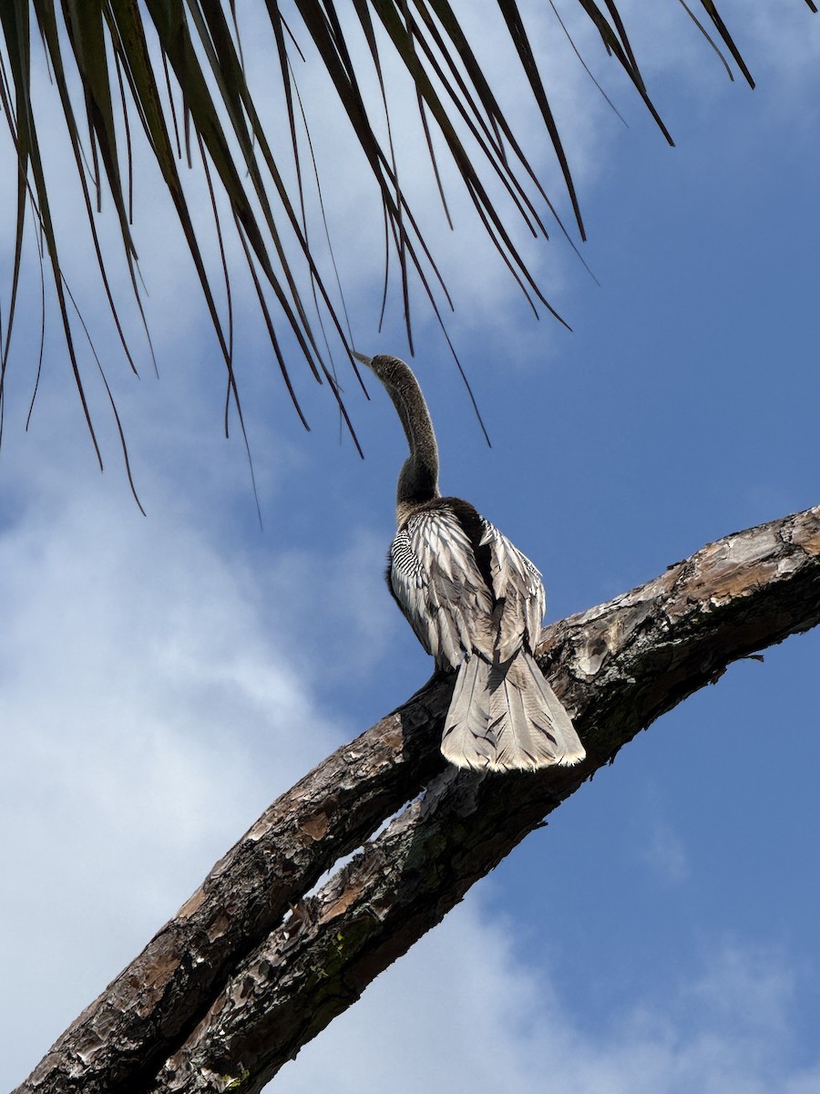 Amerika-Schlangenhalsvogel - ML638674560