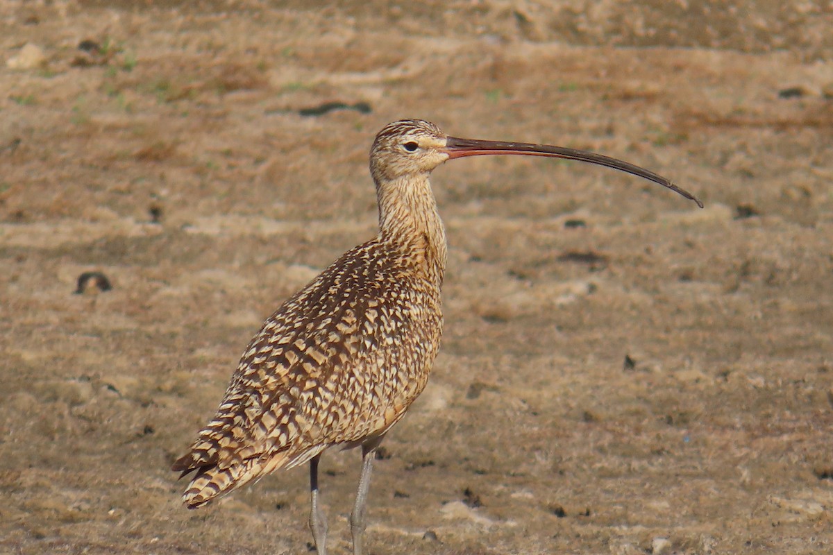 Rostbrachvogel - ML638674562