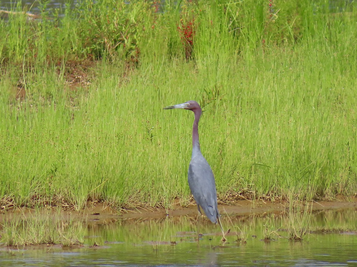 Blaureiher - ML638674569