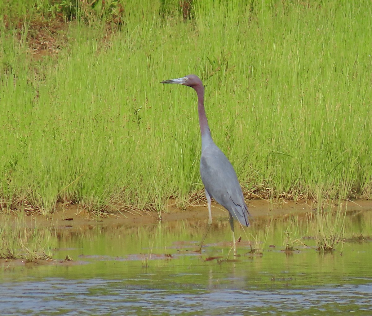 Blaureiher - ML638674570
