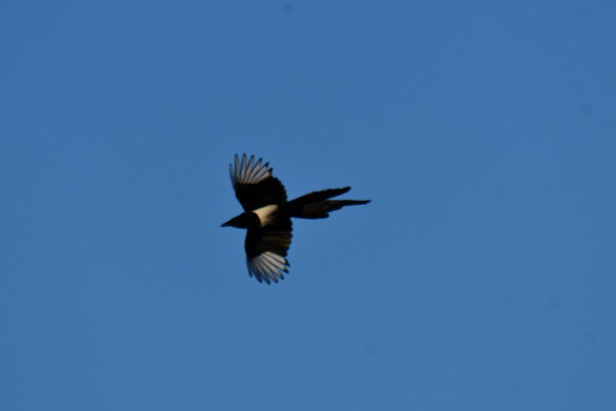 Hudsonelster - ML638674571