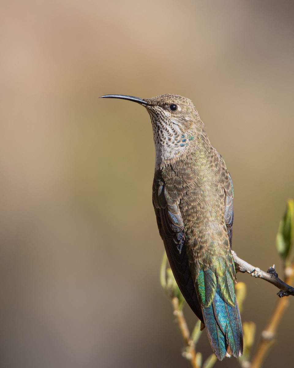 Estellakolibri - ML638674578