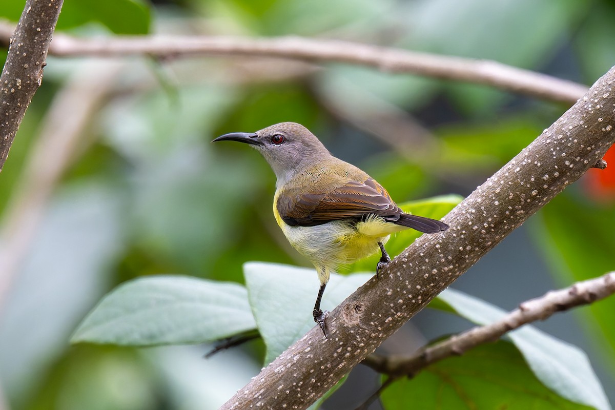 Indiennektarvogel - ML638674590