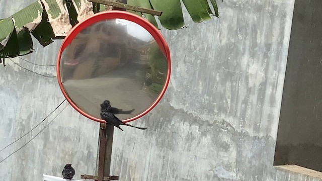 Drongo Real - ML638674610