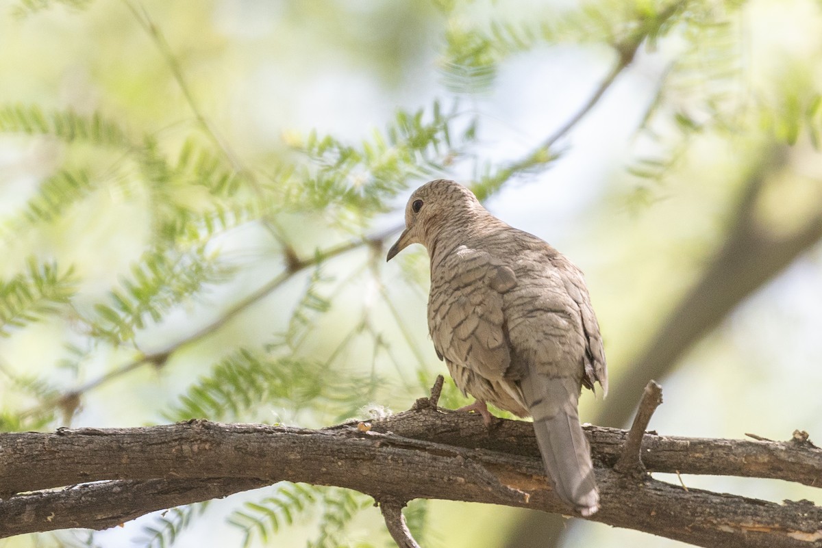 Inca Dove - ML638674612