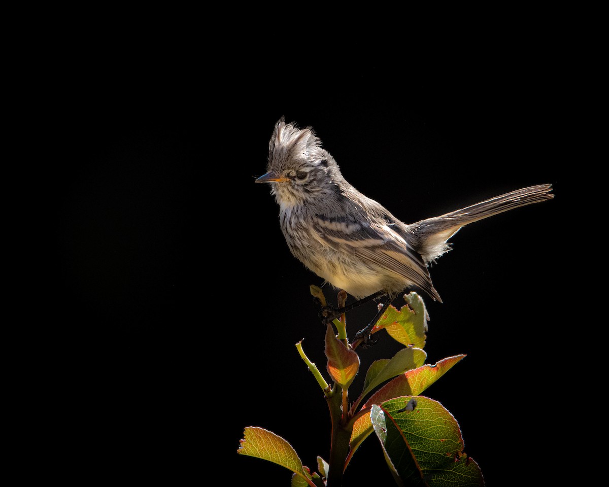 Yellow-billed Tit-Tyrant - ML638674626