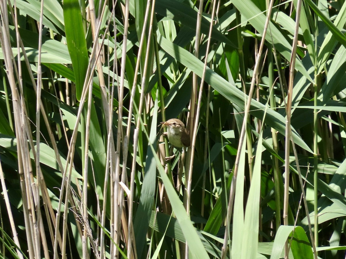 Common Reed Warbler - ML638674746