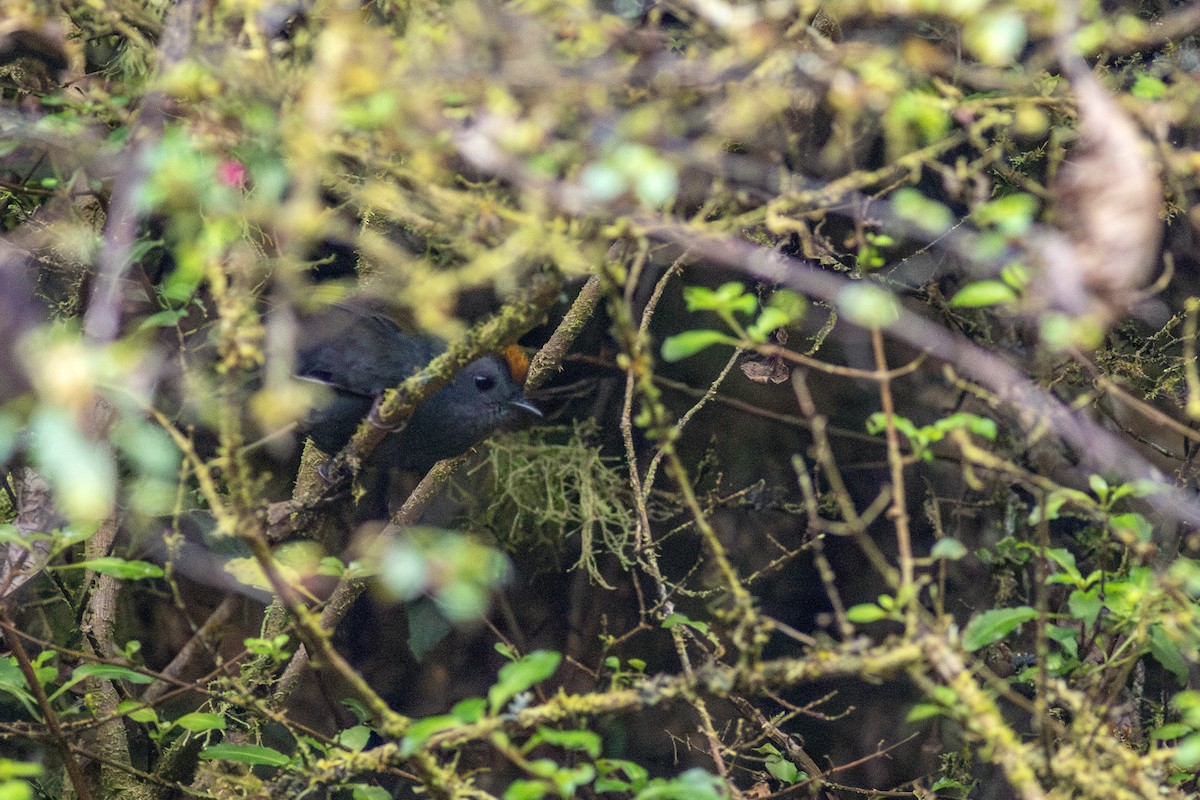 Wrenthrush - ML638674785