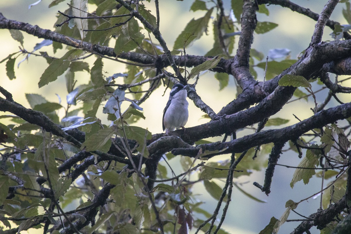 White-browed Shrike-Babbler - ML638674787