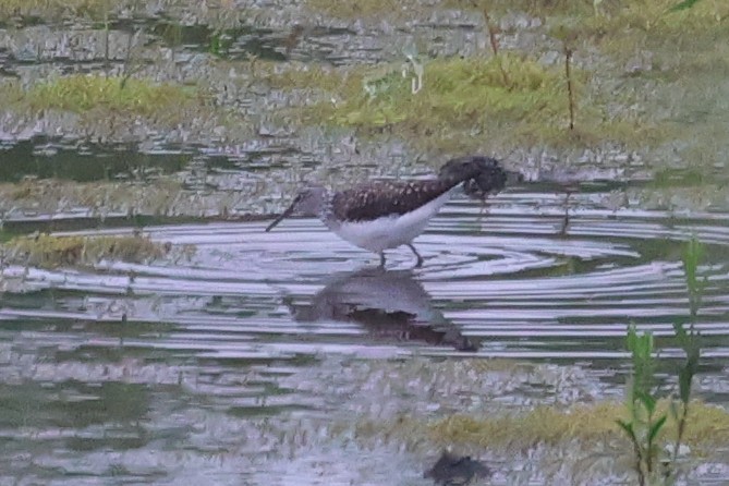 Green Sandpiper - ML638674820
