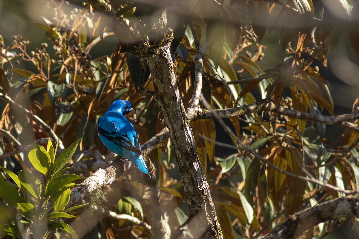 Lovely Cotinga - ML638674932