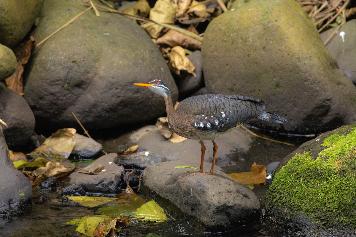 Sunbittern - ML638674998