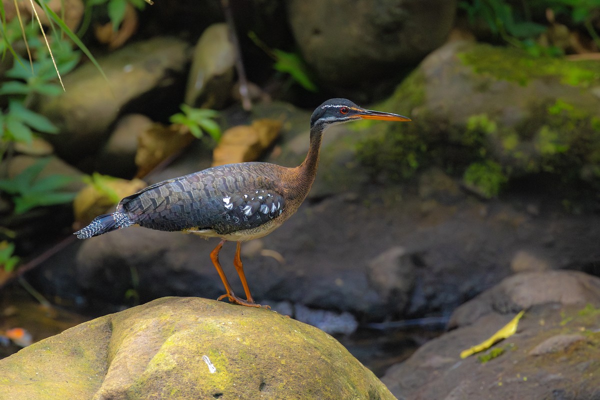 Sunbittern - ML638675002