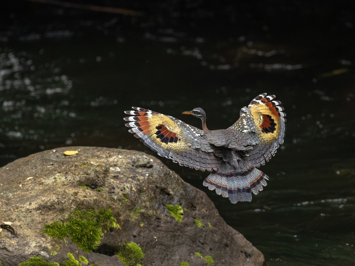 Sunbittern - ML638675003