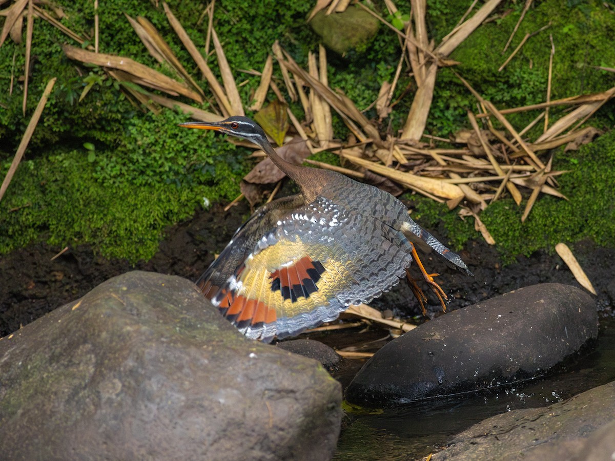Sunbittern - ML638675004
