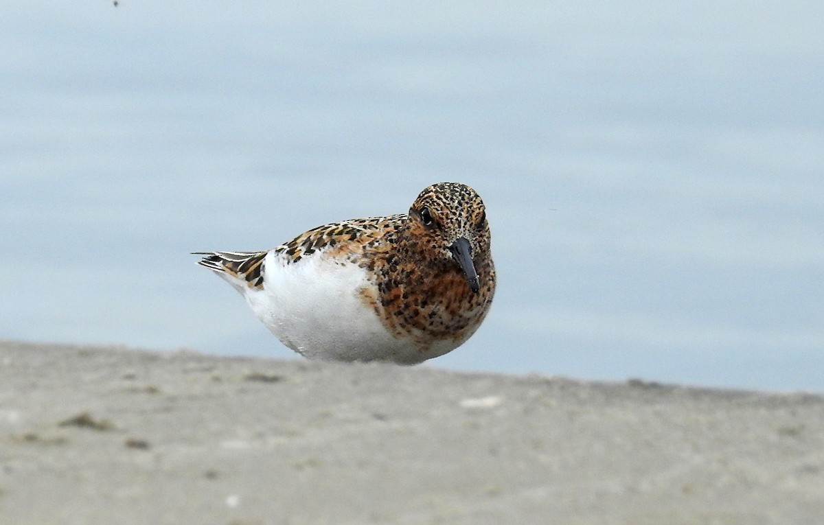 Sanderling - ML638675011