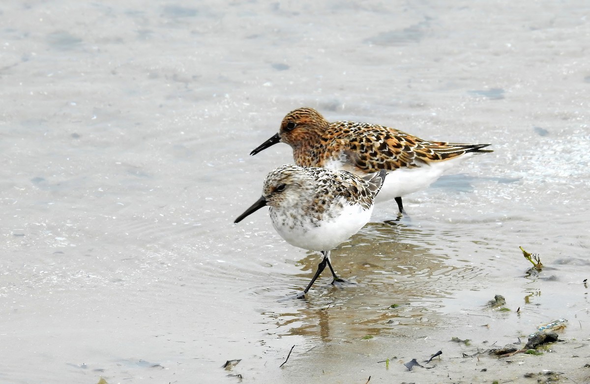 Sanderling - ML638675031