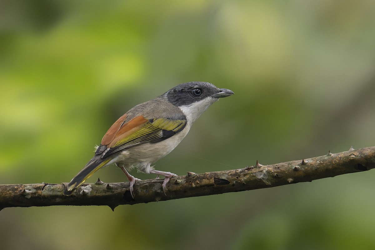 White-browed Shrike-Babbler - ML638675042