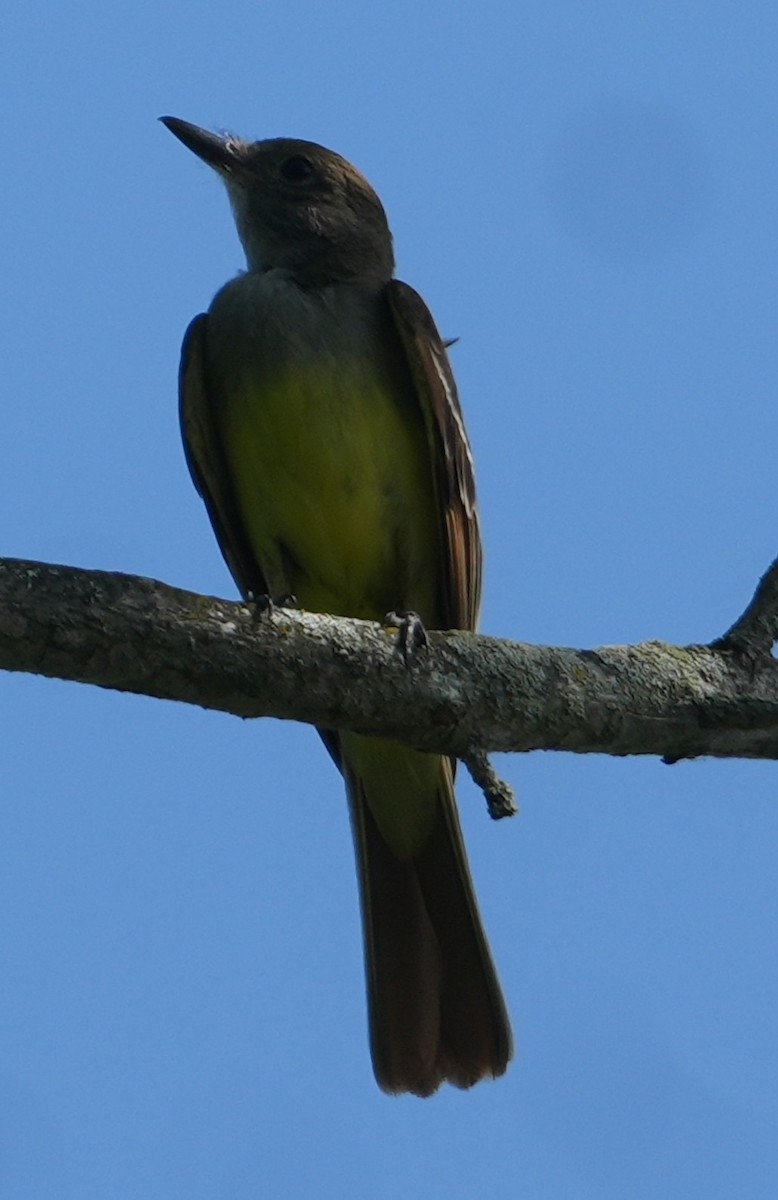 Great Crested Flycatcher - ML638675073