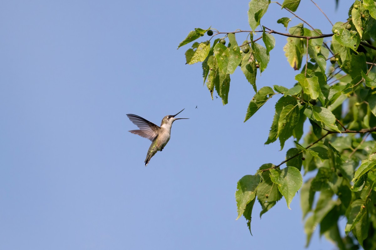 kalypta rubínohrdlá - ML638675087