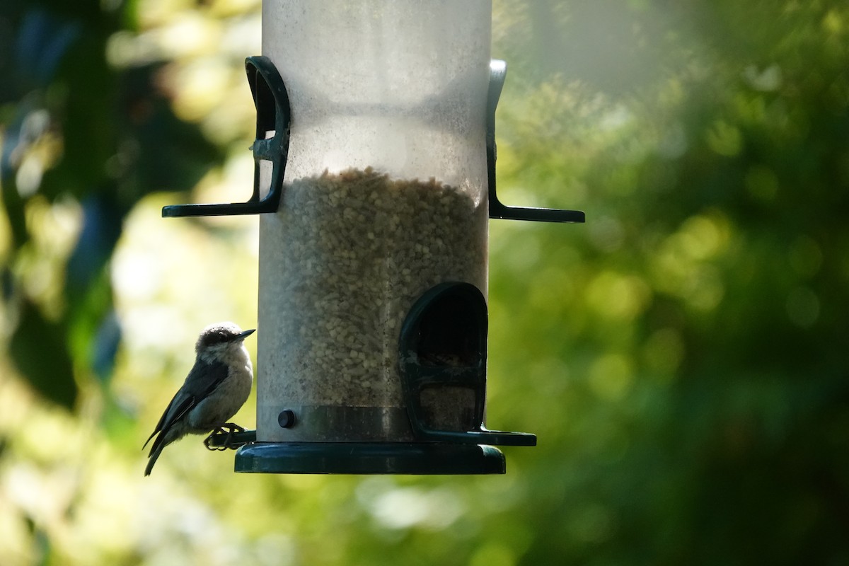 Pygmy Nuthatch - ML638675110