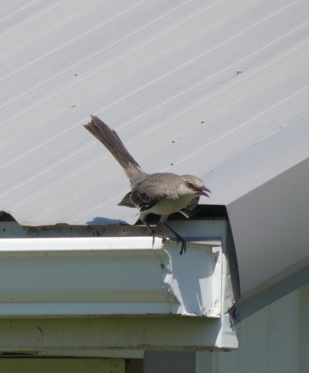 Northern Mockingbird - ML638675147