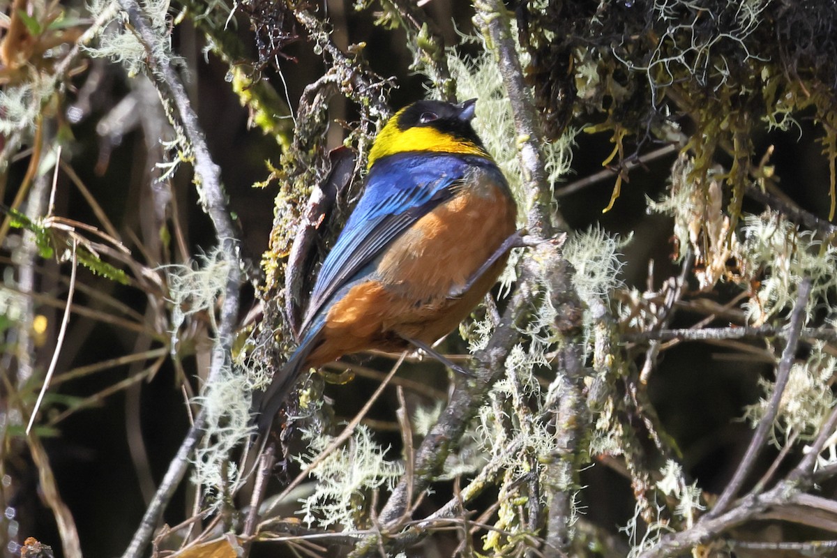 キエリニジフウキンチョウ - ML638675244