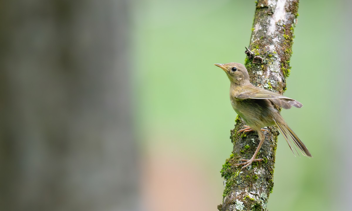 Common Yellowthroat - ML638675251