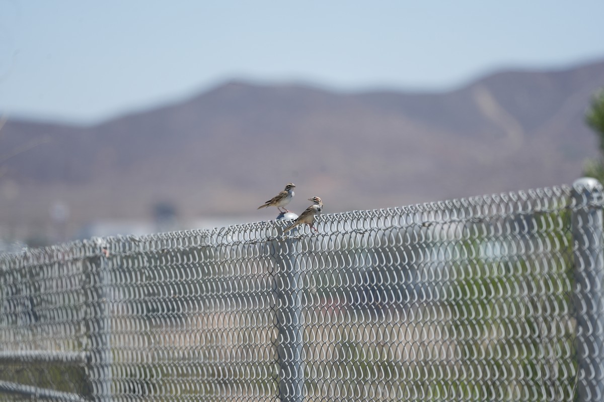 Lark Sparrow - ML638675257