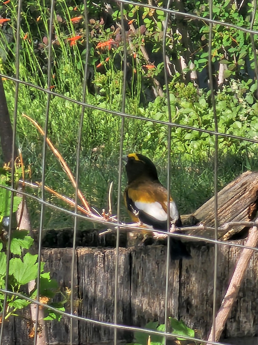 Evening Grosbeak - ML638675279