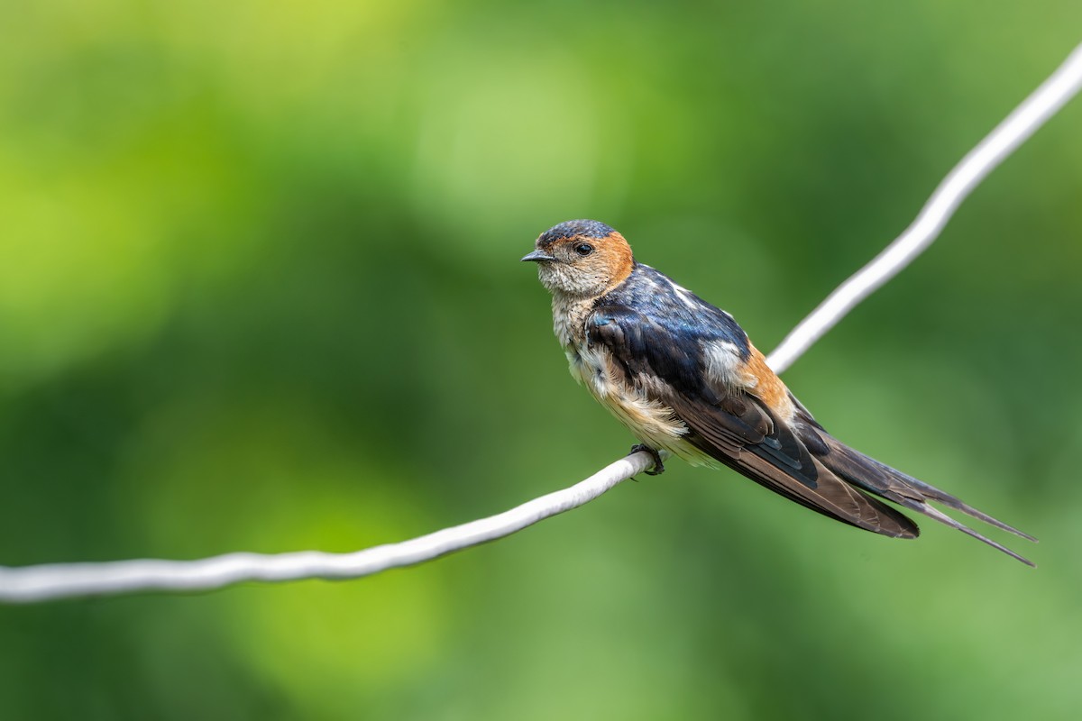 Eastern Red-rumped Swallow (Daurian) - ML638675366