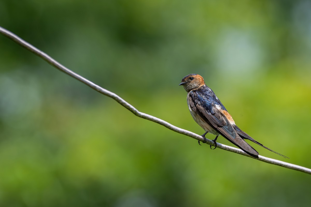 Eastern Red-rumped Swallow (Daurian) - ML638675367