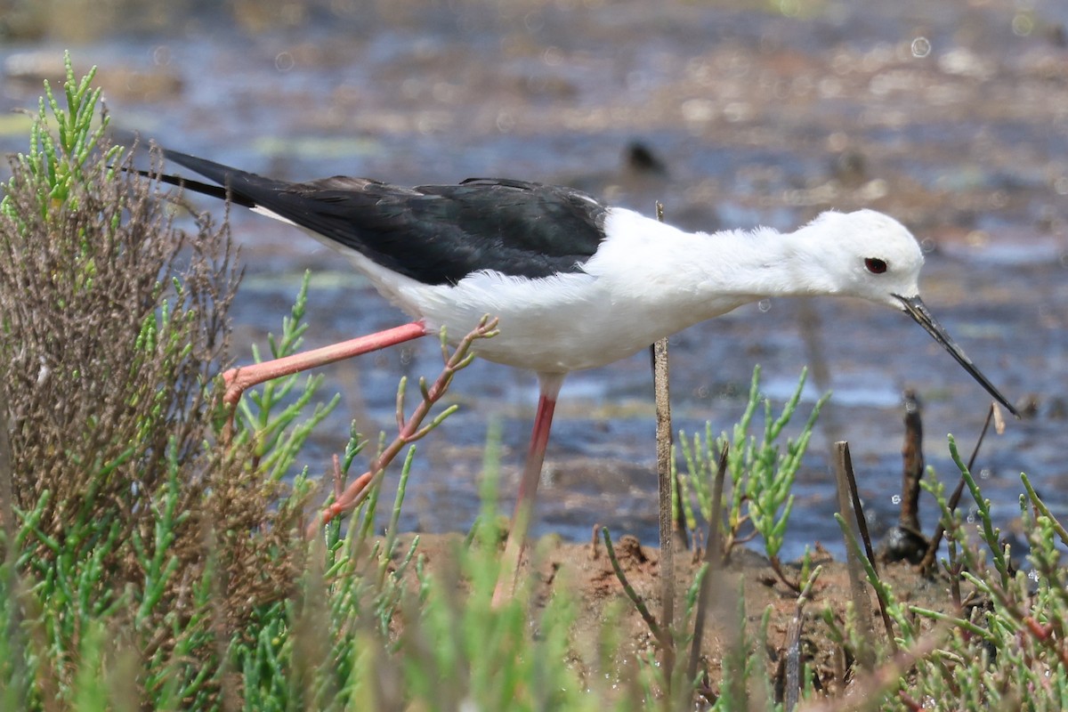 Black-winged Stilt - ML638675379