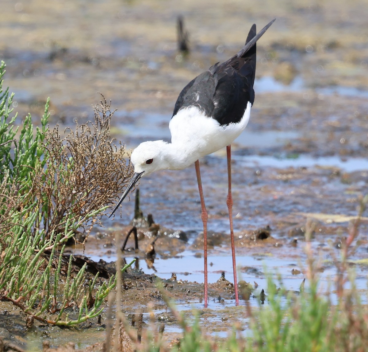 Black-winged Stilt - ML638675380