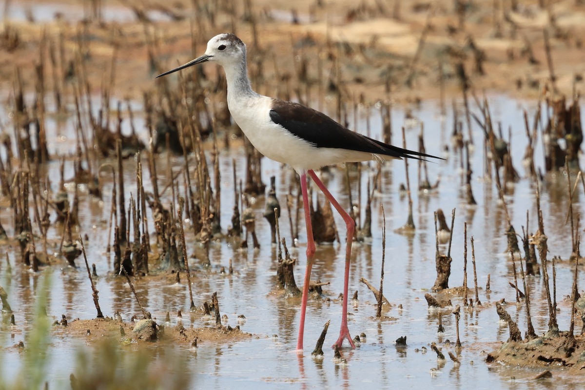 Black-winged Stilt - ML638675381