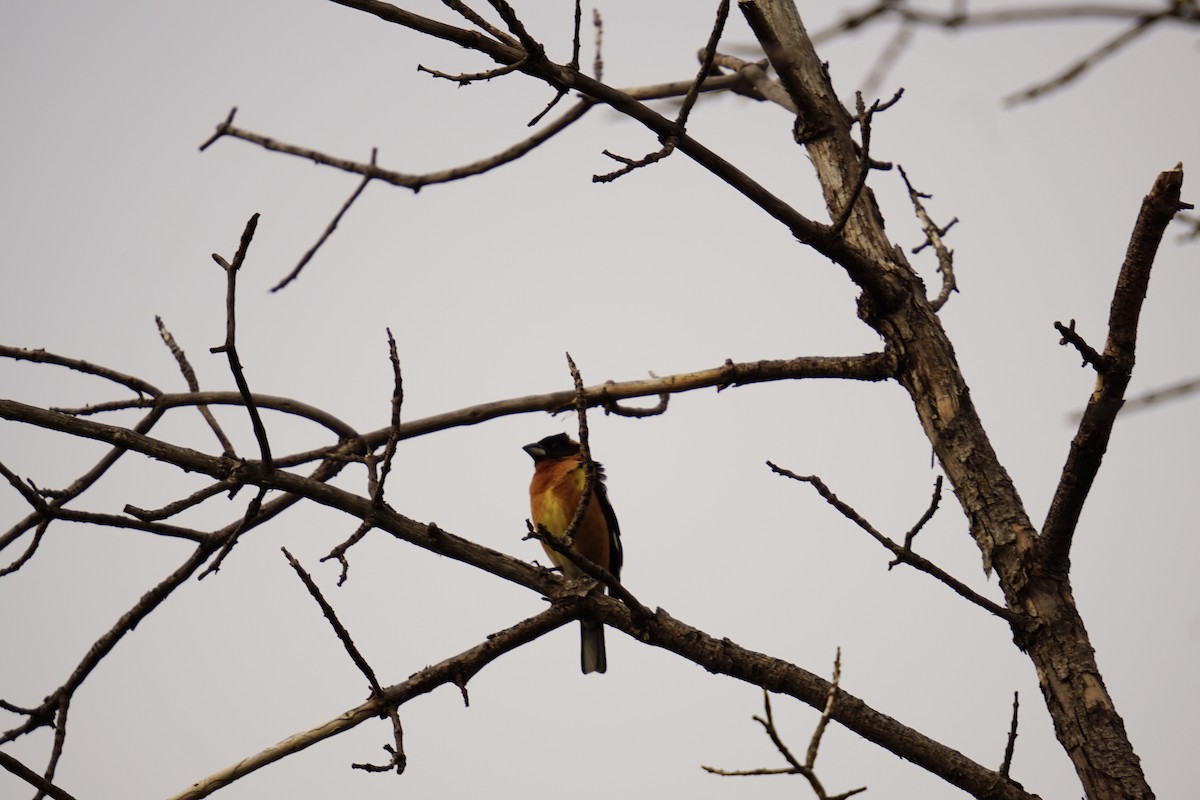 Black-headed Grosbeak - ML638675384