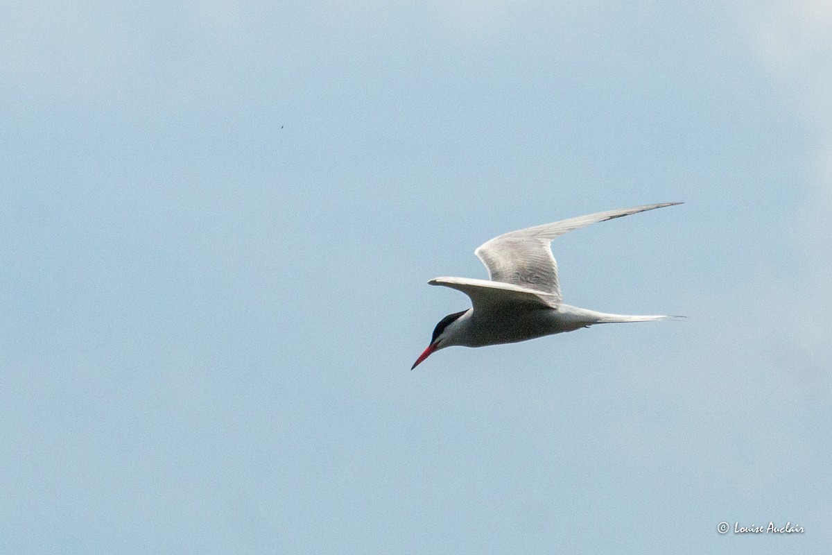 Common Tern - ML638675387
