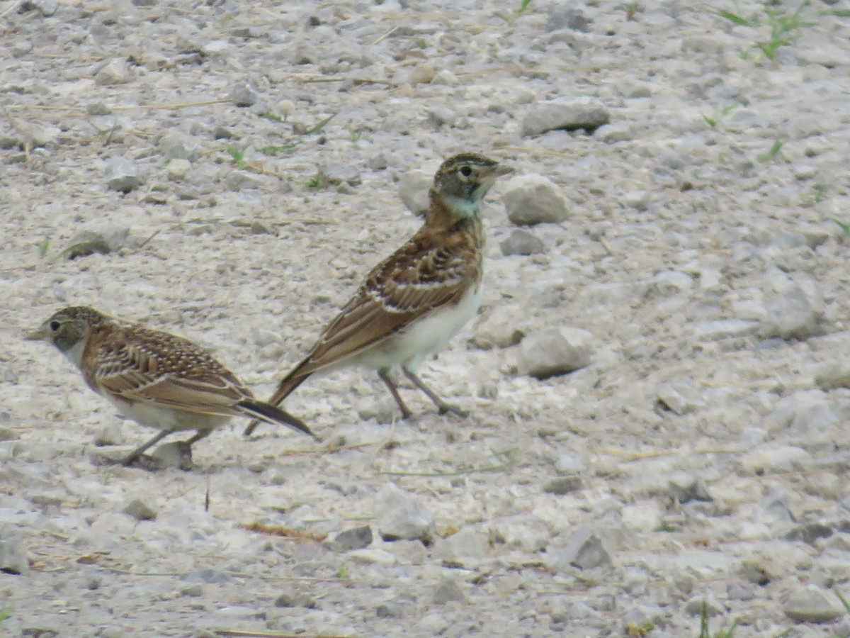Horned Lark - ML638675388