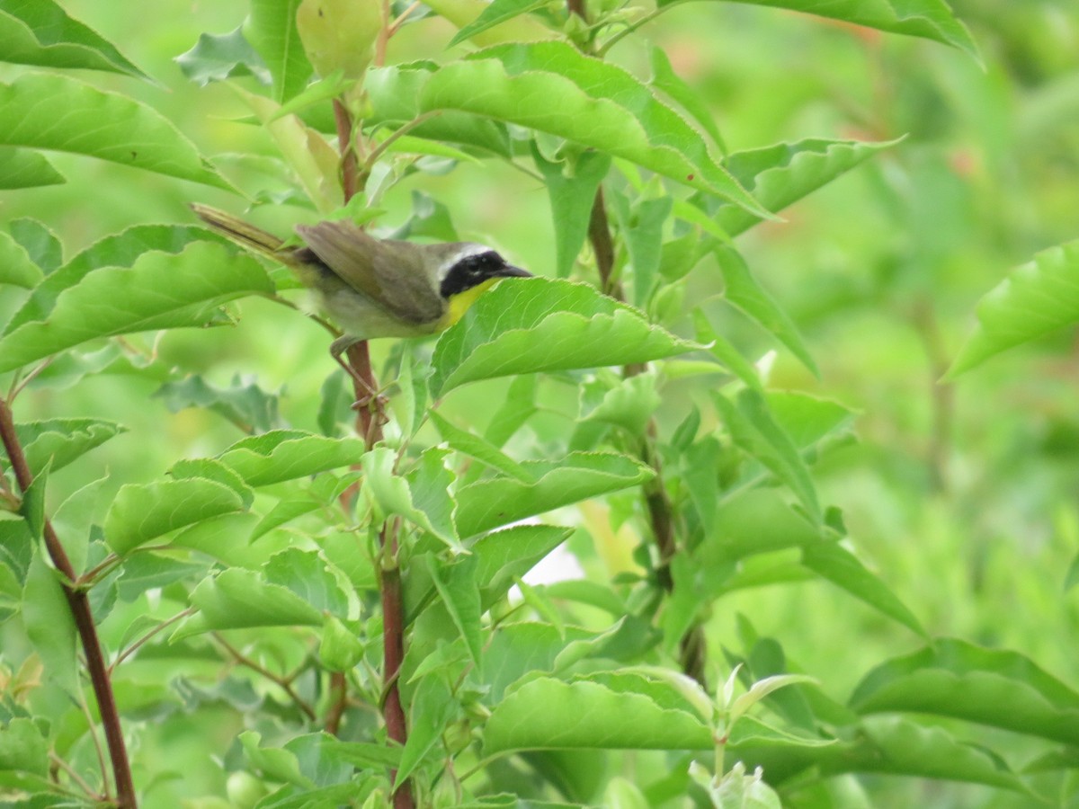 Common Yellowthroat - ML638675390