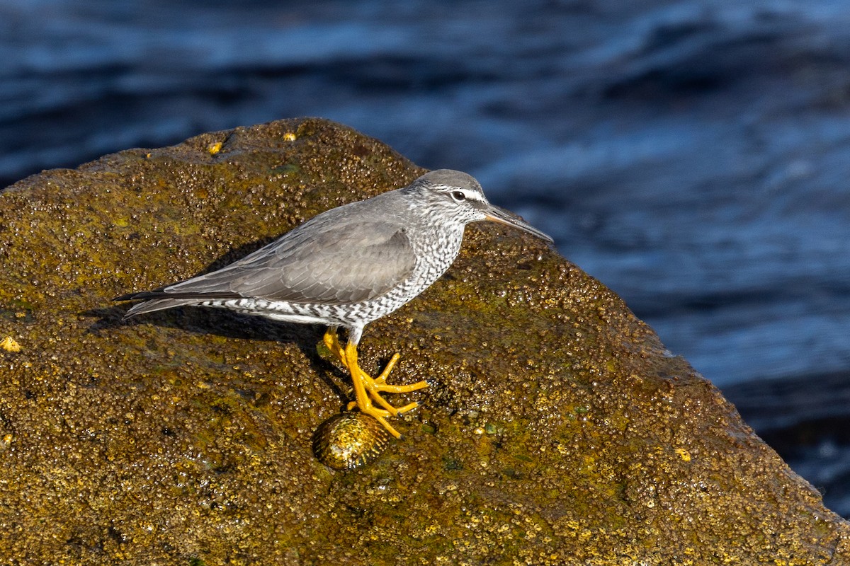 Wandering Tattler - ML638675392