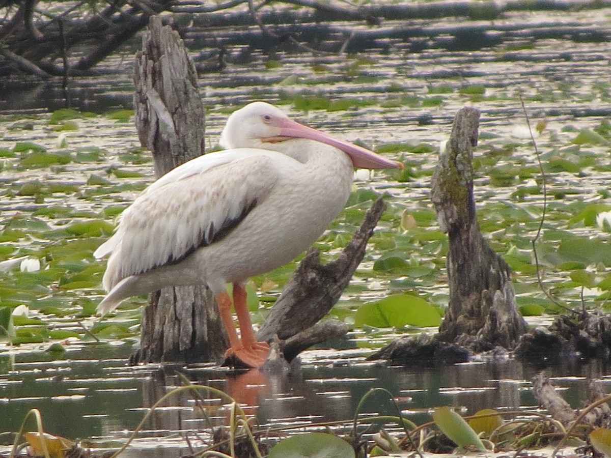 American White Pelican - ML638675393