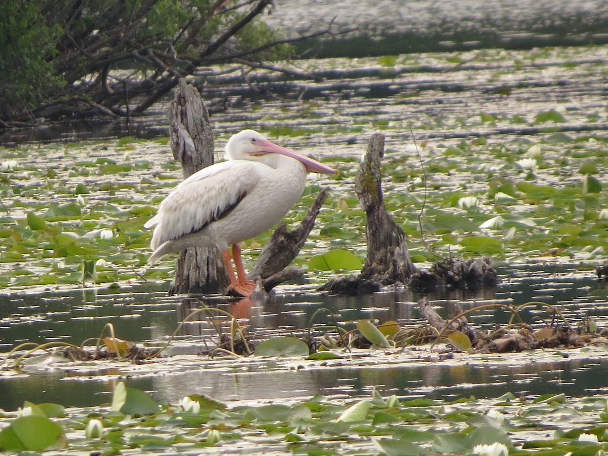 American White Pelican - ML638675394
