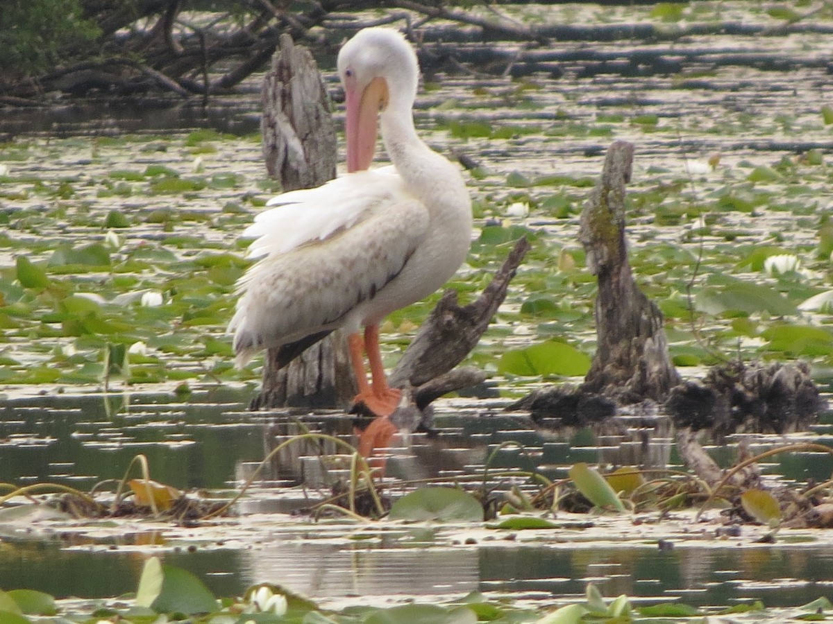 American White Pelican - ML638675395
